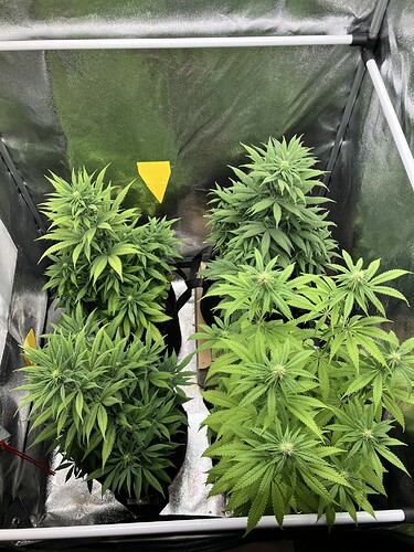 Growreport Bild 8