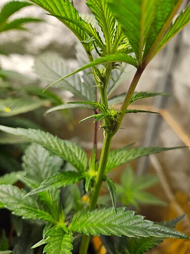 Growreport Bild 35