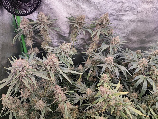 Growreport Bild 30