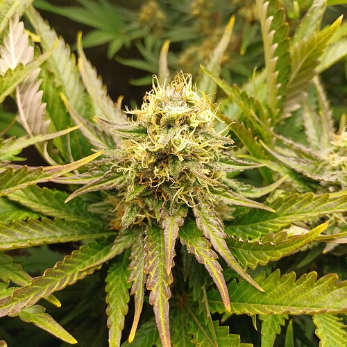 Growreport Bild 9
