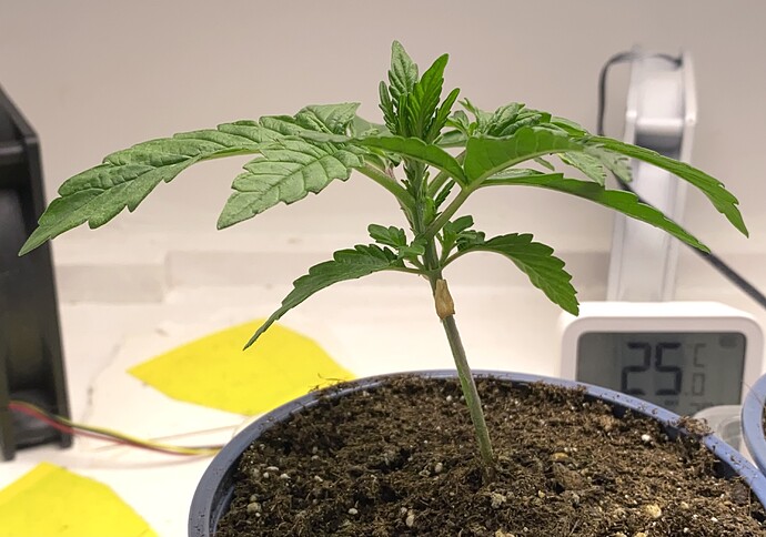 Growreport Bild 3
