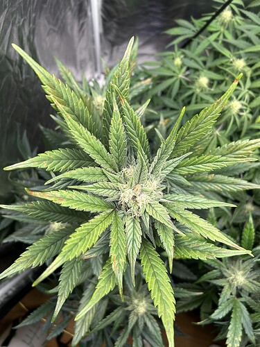Growreport Bild 5