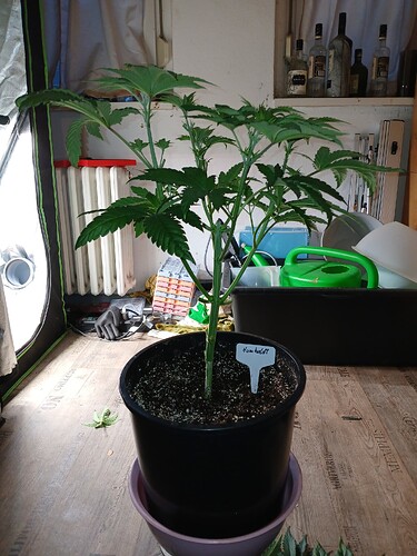 Growreport Bild 30