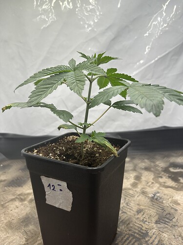 Growreport Bild 25