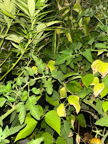 Growreport Bild 73