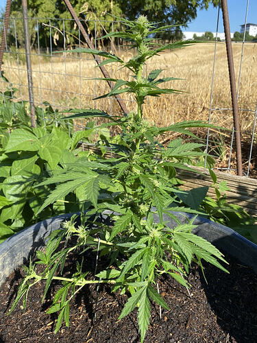 28.07.2026, OG Kush bereits in der Blüte