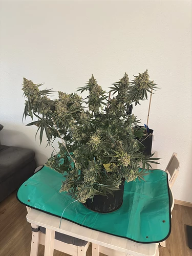 2977_ergebnis