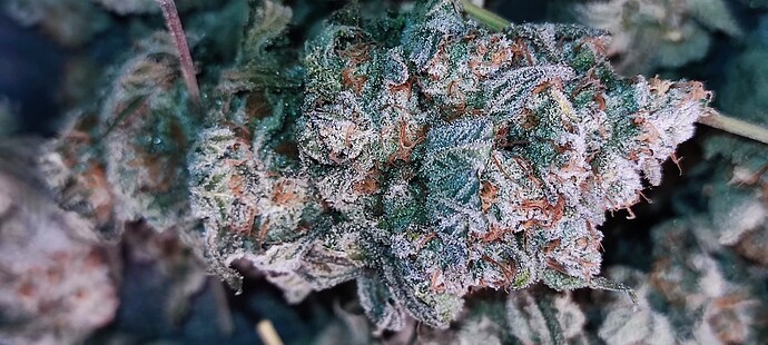 Growreport Bild 9