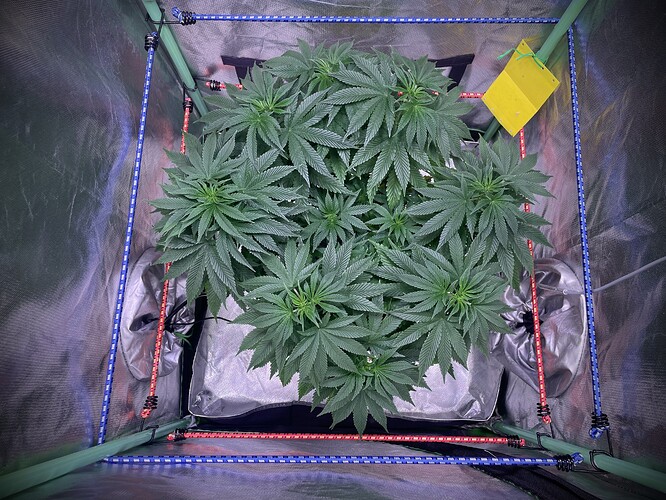 Growreport Bild 7
