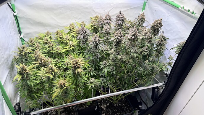 Growreport Bild 1