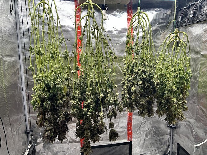Vier Cannabis-Pflanzen hängen kopfüber in einem Growzelt zum Trocknen.