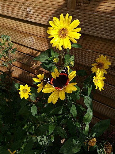 Garten (16)