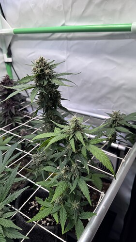 Growreport Bild 27