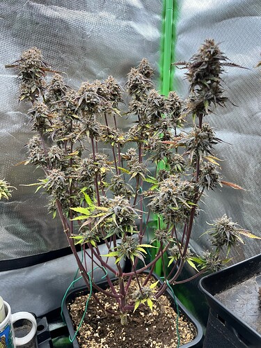 Growreport Bild 8