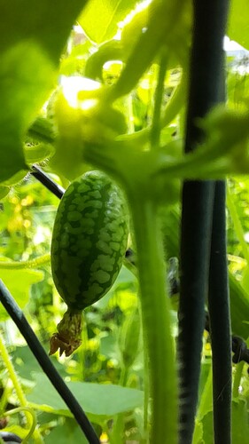 Growreport Bild 27