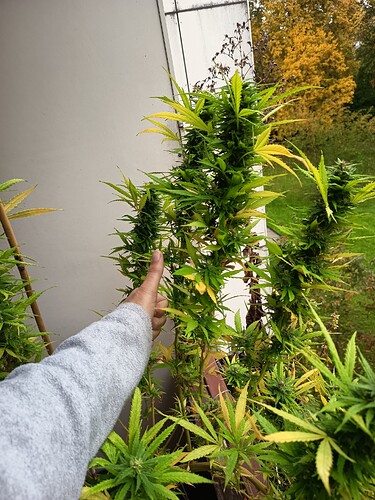 Growreport Bild 3