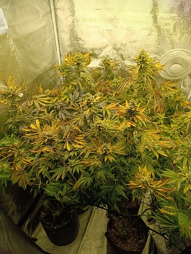 Growreport Bild 1
