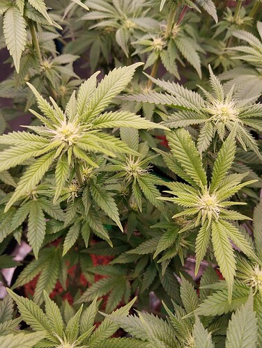 IMG_20250126_204829 - Kopie