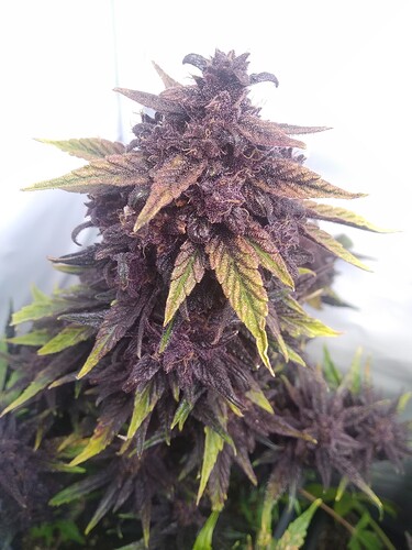 3c50c769a983043fb59ca32bed0b41abac1fc240