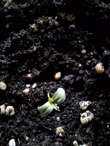 Growreport Bild 10