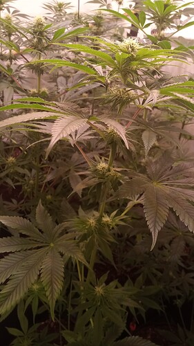 Growreport Bild 20