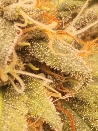 Growreport Bild 5