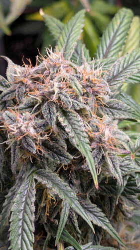 Growreport Bild 18