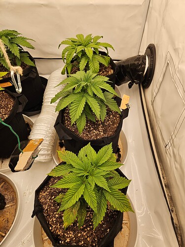 Growreport Bild 4