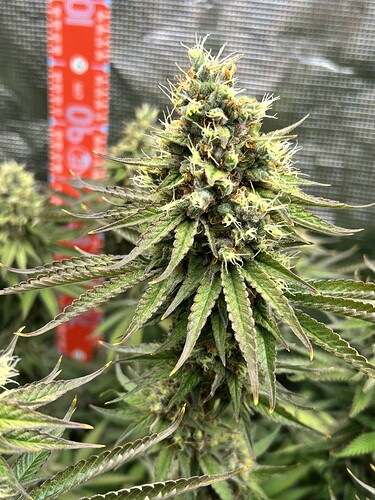 Nahaufnahme eines blühenden Cannabis-Buds in einer Growbox mit einem roten Messstab im Hintergrund.