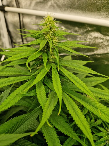 Growreport Bild 6