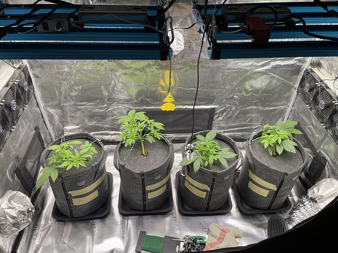 Vier junge Cannabispflanzen in Vliestöpfen unter einer LED-Wachstumslampe in einem Growzelt.