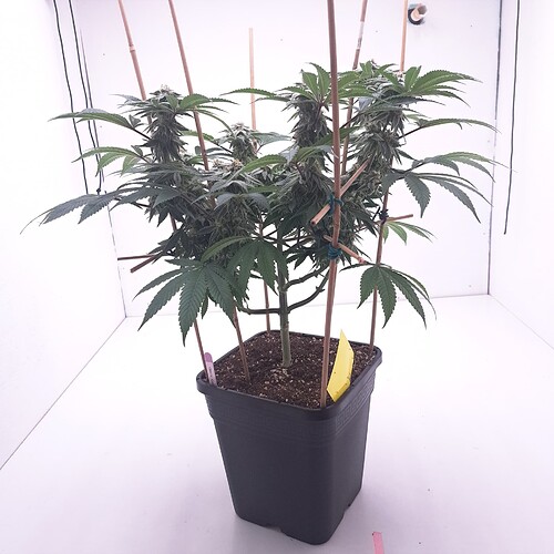 Growreport Bild 17