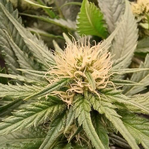 Growreport Bild 31