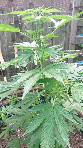 Growreport Bild 83