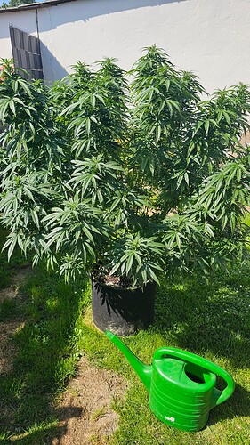 Growreport Bild 1