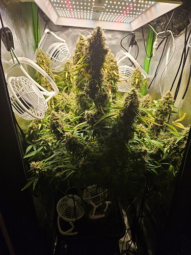 Growreport Bild 1