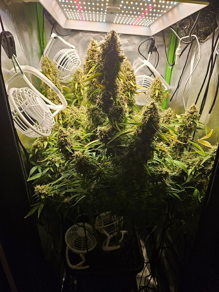 Strawberry Haze Auto - 50x50x140 - Mars Hydro TS 1000 -150 Watt Erde Scrog