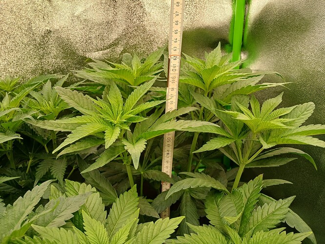 Growreport Bild 13