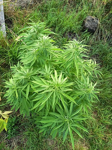 Growreport Bild 9