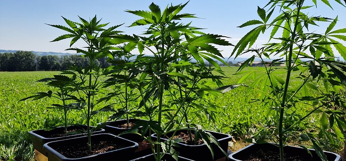 Growreport Bild 5