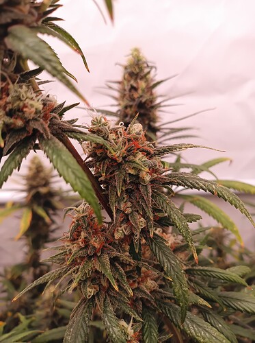 Growreport Bild 20