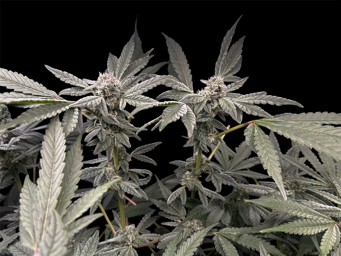 Growreport Bild 24