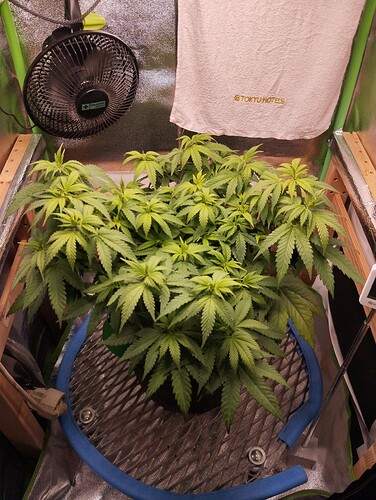 IMG_20241103_193617 - Kopie