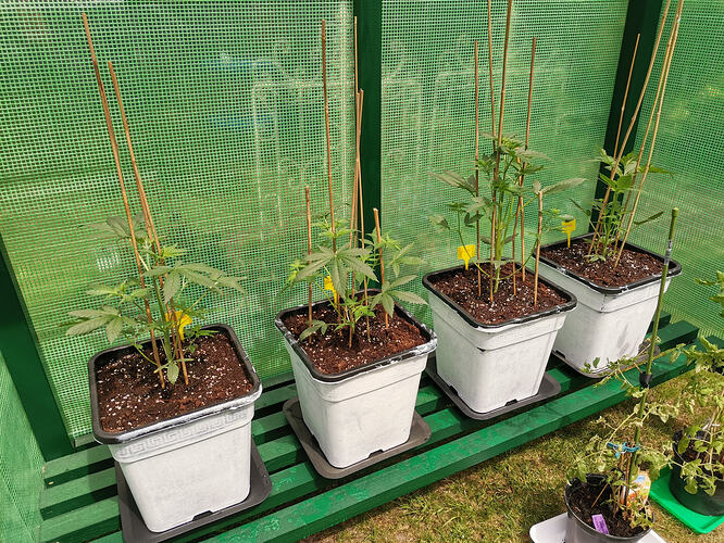 Lucky Hemp LT23, Auswilderung (2)