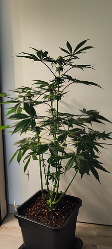 Growreport Bild 7