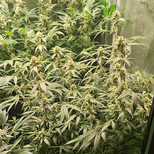 Growreport Bild 8