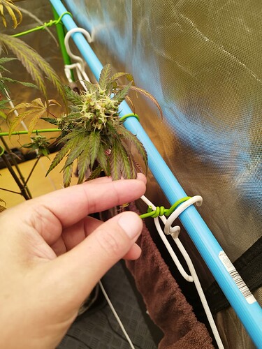 Eine Hand berührt vorsichtig eine blühende Cannabispflanze in einem Zelt. Die Pflanze hat bereits deutliche Blütenansätze und einige Blätter zeigen violette Verfärbungen. Im Hintergrund sind ein blauer und ein grüner Stützstab sowie die reflektierende Innenwand eines Growzelts zu sehen.