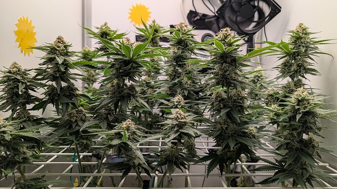 Growreport Bild 9