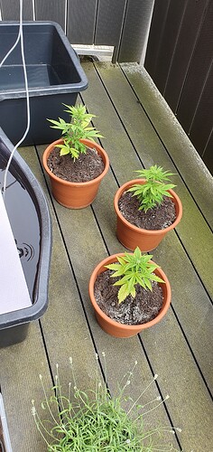 Growreport Bild 2