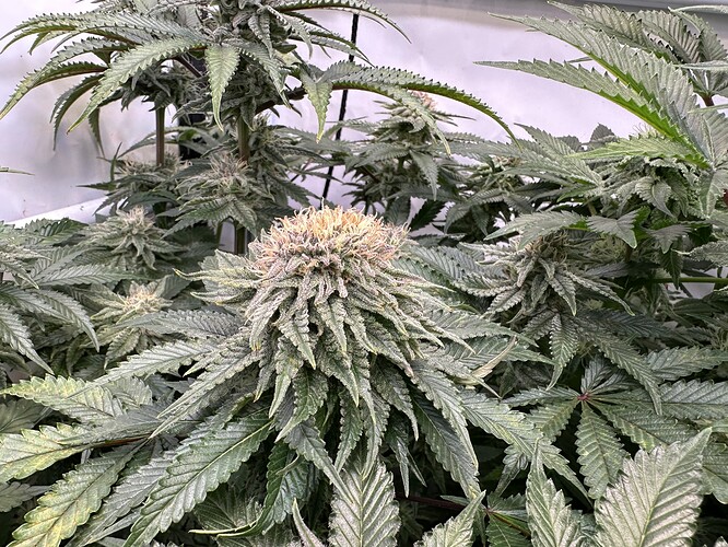 Growreport Bild 3